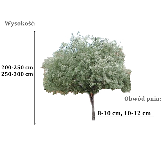 oliwnik waskolistny - duze sadzonki drzewa o roznych obwodach pnia